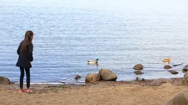 The girl feeds a duck with ducklings on the shore of the reservoir — Stock Video