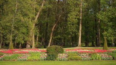 Flowerbed Şehir Parkı birçok taze kırmızı, beyaz ve Pembe Lale çiçek dolu. Ağaçlar ve Yeşiller arka planı