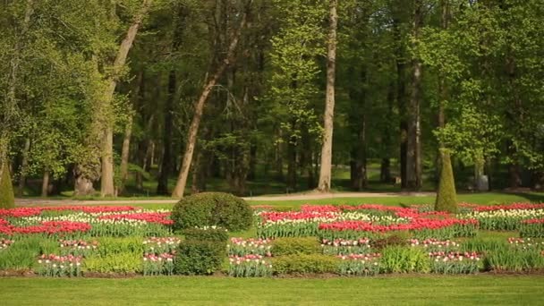 在城市公园中的许多新鲜的红、 白、 粉红郁金香花的花坛。背景下的树木和绿色 — 图库视频影像