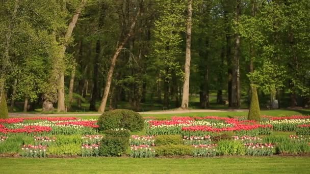 Pat de flori de multe flori proaspete de lalele roșii, albe și roz în parcul orașului. Pe fundalul copacilor și verdețurilor — Videoclip de stoc