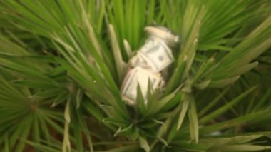 Bir cam kavanoz kağıt para dolar bir palmiye ağacı arka plan ile. Tasarruf izinli birikir
