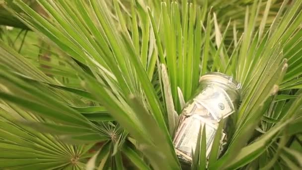 Un frasco de vidrio con dólares de papel moneda contra un fondo de palmera. Acumular ahorros en vacaciones — Vídeo de stock