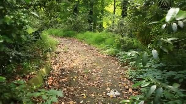 Ktoś idąc przez ścieżkę rainforest glide strzał, egzotyczne rośliny wokół. Widok pierwszoosobowy, kontroli przez las tropikalny, wyczyść ścieżki ziemi, otoczony przez przerost roślin. — Wideo stockowe