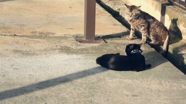 Gatos caseros en cuellos, salir a caminar, preparándose para una batalla en la cancha cerca de la casa . — Vídeo de stock