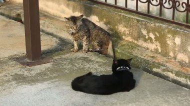 Anasayfa kedi yaka, yürümeyi, mahkeme evin yanında bir savaşa hazırlanıyor dışarı.
