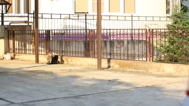 Gatos caseros en cuellos, salir a caminar, preparándose para una batalla en la cancha cerca de la casa . — Vídeos de Stock
