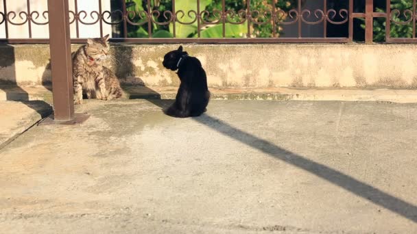 Home katten in kragen, naar buiten te lopen, voorbereiden van een strijd op de baan in de buurt van het huis. — Stockvideo