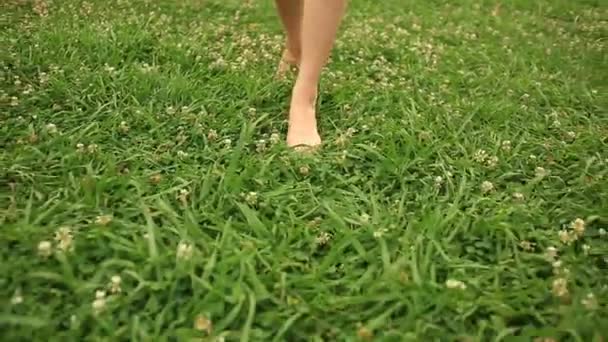 Womans bare feet walking over green grass field, Flowers of clover — Stock Video