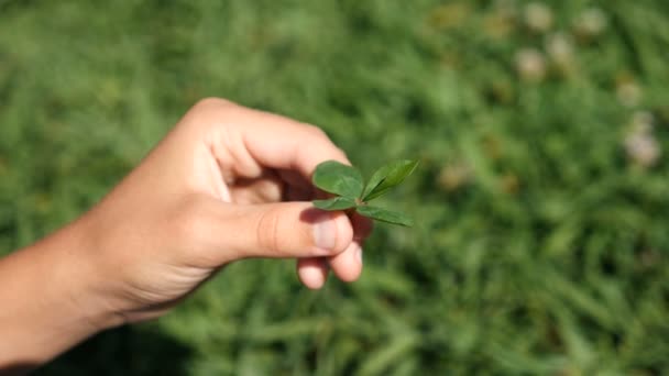 Рука ребенка держит четырехлистный клевер на фоне зеленой травы. close-up. slow-mo — стоковое видео