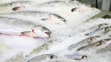 Gıda Market sayaçta taze çiğ deniz ürünleri. Ağır çekim.