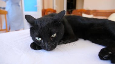 Kedi bir veteriner kliniğinde kontrol veteriner Doktor. 4 k. ağır çekim.