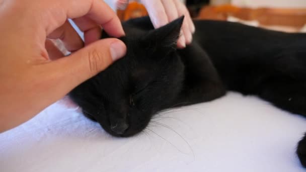 Tierärztin untersucht Katze in Tierklinik 4k. Zeitlupe. — Stockvideo