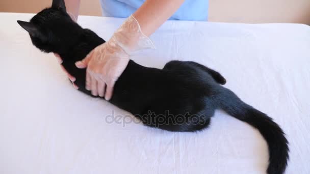Lekarz weterynarz sprawdzanie kota w klinice weterynaryjnej. 4 k. zwolnionym tempie. — Wideo stockowe