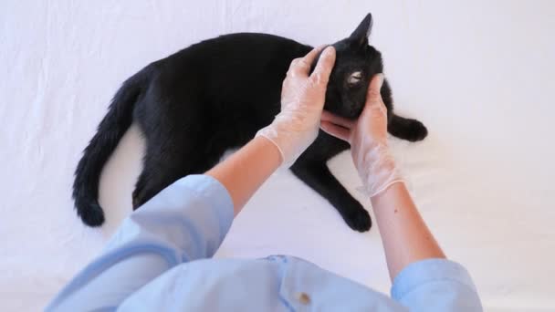 Kedi bir veteriner kliniğinde kontrol veteriner Doktor. 4 k. ağır çekim. — Stok video