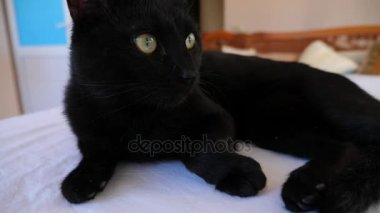 Kedi bir veteriner kliniğinde kontrol veteriner Doktor. 4 k. ağır çekim.