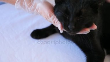 Kedi bir veteriner kliniğinde kontrol veteriner Doktor. 4 k. ağır çekim.