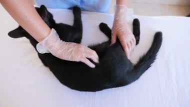Kedi bir veteriner kliniğinde kontrol veteriner Doktor. 4 k. ağır çekim.