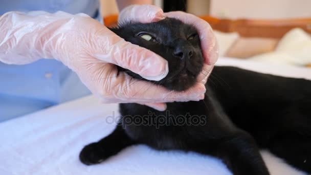 Médico veterinário verificando gato em uma clínica veterinária. 4K. Movimento lento . — Vídeo de Stock