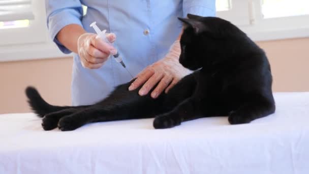獣医の医者は、獣医診療所で猫をチェックします。4 k. スローモーション. — ストック動画