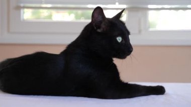 Kedi bir veteriner kliniğinde kontrol veteriner Doktor. 4 k. ağır çekim.