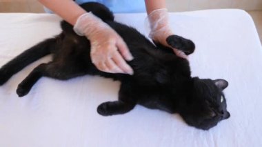 Kedi bir veteriner kliniğinde kontrol veteriner Doktor. 4 k. ağır çekim.