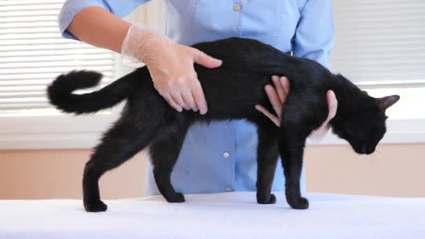 Dierenarts arts controleren kat bij een dierenarts kliniek. 4 k. Slowmotion. — Stockvideo