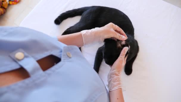 Médico veterinario revisando gato en una clínica veterinaria. 4K. Movimiento lento . — Vídeo de stock
