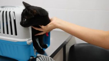 Kedi bir veteriner kliniğinde kontrol veteriner Doktor. 4 k. ağır çekim.