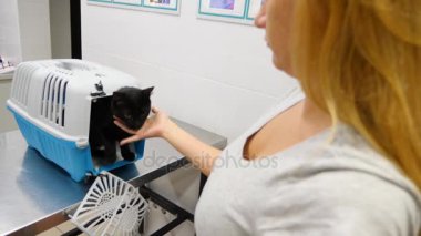 Kedi bir veteriner kliniğinde kontrol veteriner Doktor. 4 k. ağır çekim.