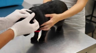 Kedi bir veteriner kliniğinde kontrol veteriner Doktor. 4 k. ağır çekim.