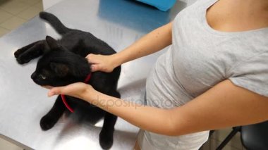 Kedi bir veteriner kliniğinde kontrol veteriner Doktor. 4 k. ağır çekim.