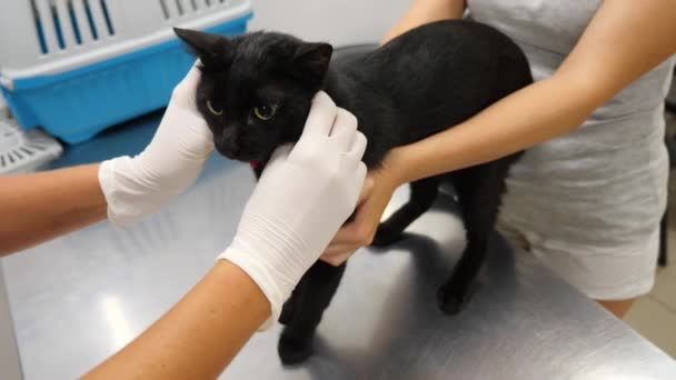 Kedi bir veteriner kliniğinde kontrol veteriner Doktor. 4 k. ağır çekim. — Stok video