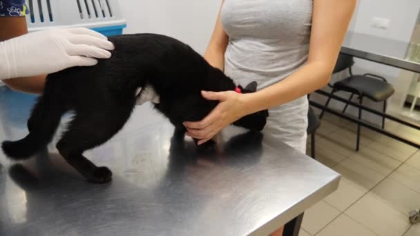Kedi bir veteriner kliniğinde kontrol veteriner Doktor. 4 k. ağır çekim. — Stok video