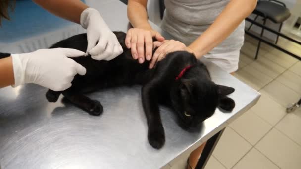 Ветеринарний лікар перевіряє кота у ветеринарній клініці. 4K. Повільний рух . — стокове відео