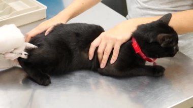 Kedi bir veteriner kliniğinde kontrol veteriner Doktor. 4 k. ağır çekim.