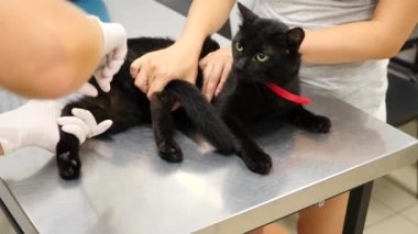 Kedi bir veteriner kliniğinde kontrol veteriner Doktor. 4 k. ağır çekim.