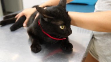 Kedi bir veteriner kliniğinde kontrol veteriner Doktor. 4 k. ağır çekim.