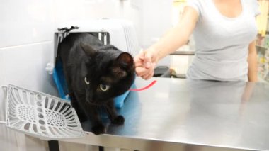 Kedi bir veteriner kliniğinde kontrol veteriner Doktor. 4 k. ağır çekim.