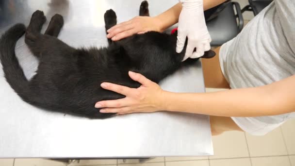 Medico veterinario che controlla il gatto in una clinica veterinaria. 4K. Rallentatore . — Video Stock