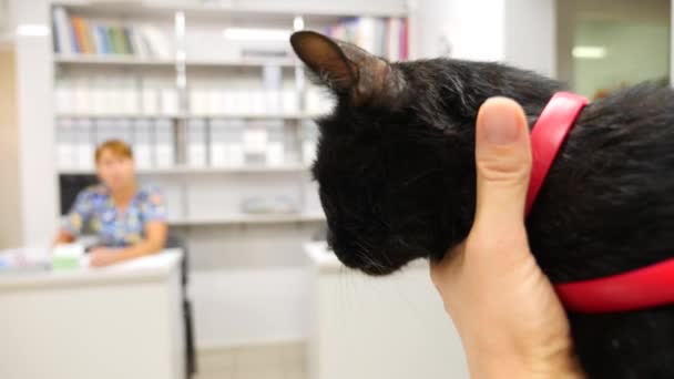 Veterinär läkare kontrollera katt på en veterinärklinik. 4 k. slowmotion. — Stockvideo