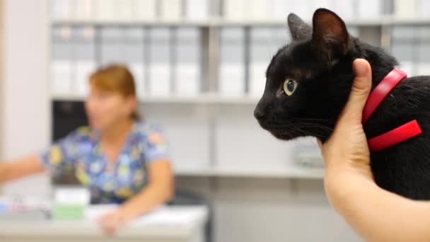 Γιατρός κτηνίατρος έλεγχος γάτα σε ένα κτηνιατρείο. 4 k. αργή κίνηση. — Αρχείο Βίντεο