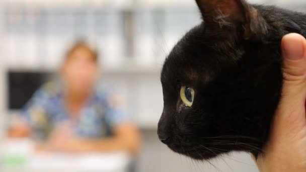 Ветеринарний лікар перевіряє кота у ветеринарній клініці. 4K. Повільний рух . — стокове відео