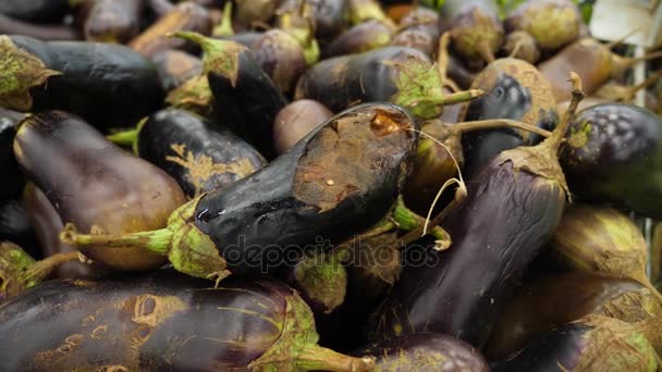 A woman in a supermarket on a vegetable shelf, buys vegetables and fruits. A man chooses aubergines from rotten vegetables. Slow motion, 4k — Stock Video