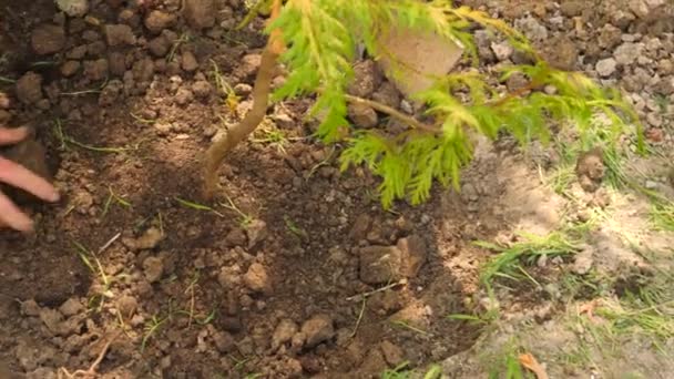 Un homme plantant un arbre. Au lever du soleil. Silhouette. Le printemps. 4k au ralenti — Video