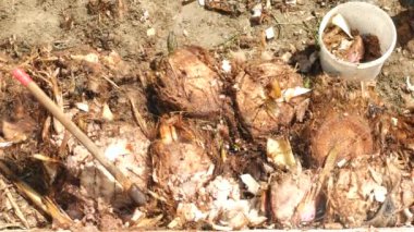 bir adam Boyutlanmış muz palmiye parçaları toplar. 4 k yavaş hareket