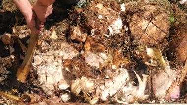 bir balta ile kesmek için. bir muz palmiye köksap kadar iyileştiriyor. 4 k yavaş hareket