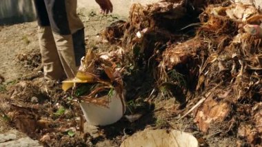 bir adam Boyutlanmış muz palmiye parçaları toplar. 4 k yavaş hareket