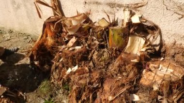 bir adam Boyutlanmış muz palmiye parçaları toplar. 4 k yavaş hareket