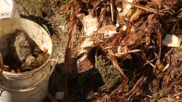 Ein Mann sammelt Stücke gesägter Bananenpalmen. 4k Zeitlupe — Stockvideo