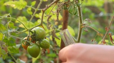 domates gelişimi çalışma. Genetik mühendisliği. yakın çekim 4k. Ağır çekim